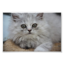 Chat mignon Pepe Photos