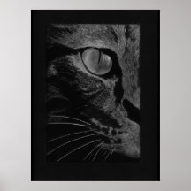 Chat noir posters