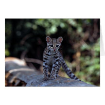 Chaton de Margay (wiedi de Felis) dans l'arbre Carte De Vœux