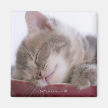 Chaton dormant dans la cuvette 2 magnets pour réfrigérateur