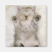Chaton dormant sur un tapis pelucheux blanc, haut aimants