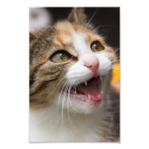 Chaton mignon photos sur toile
