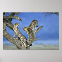 Cheetah Brothers Plakat