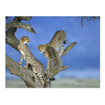 Cheetahs Postkarte