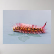 Chenille Posters