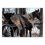 Chevaux amish attendant en hiver cartes