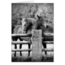 Chevaux étreignant - photographie d'amour de cheva cartes de vœux