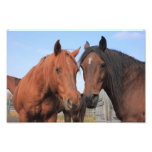 Chevaux quarts photographes