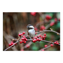 Chickadee auf Niederlassung mit roten Beeren
