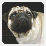 Chien de carlin et autocollants renversés d'Animal