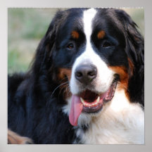 Chien de montagne de Bernese avec la grande affich