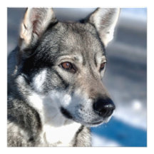 Chien de traîneau dans des invitations de neige