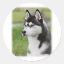 Chien de traîneau sibérien 9Y570D-006 Autocollants