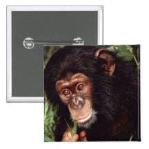 Chimpansee Badges Avec Agrafe