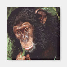 Chimpansee Kühlschrankmagnete