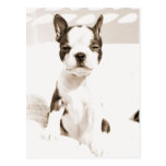 Chiot 2 de Boston Terrier Carte Postale