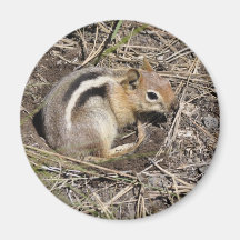 Chipmunk Magnets