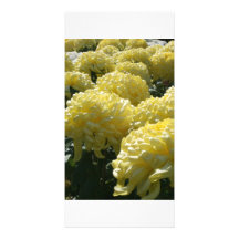 Chrysanthème Cartes Avec Photo