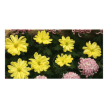 Chrysanthème Cartes Avec Photo