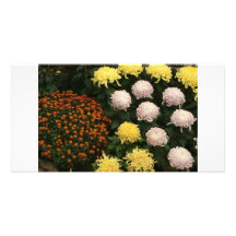 Chrysanthème Cartes De Vœux Avec Photo