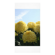 Chrysanthème Modèle Pour Photocarte