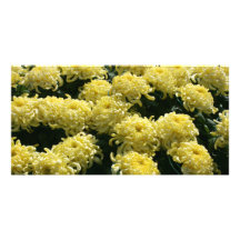 Chrysanthème Modèle Pour Photocarte