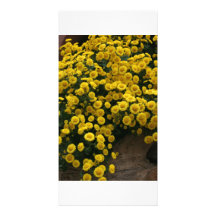Chrysanthème Photocarte Personnalisée