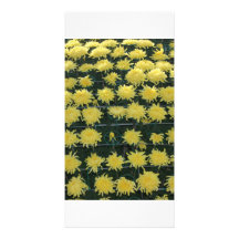 Chrysanthème Photocartes