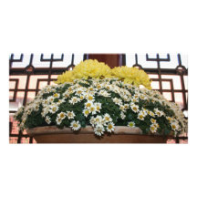 Chrysanthème Photocartes Personnalisées