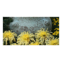 Chrysanthème Photocartes Personnalisées