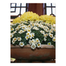Chrysanthème Photographes