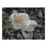 CITR Krokus in den Felsen Fotos