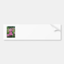 Clematis. Hübsches Rosa - lila Blumen Auto Aufkleber