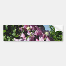 Clematis. Rosa Blumen und blauer Himmel Auto Aufkleber