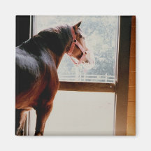 Clydesdale majestueux magnets pour réfrigérateur