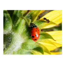 Coccinelle et fourmi carte postale