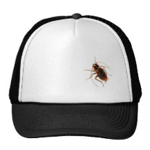 cockroach-31 casquettes