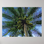 Cocotier Posters