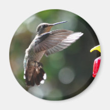 Colibri, aimant standard