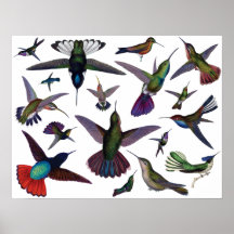 Colibris vintages posters