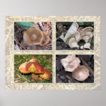 Collage sauvage de champignon affiches