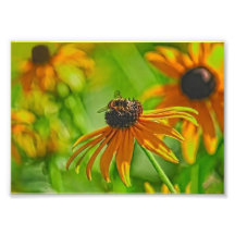 Collection 7 x de bourdonnement d'été épreuve phot