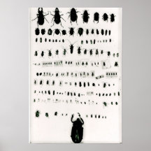 Collection de l'insecte de Darwin Affiches