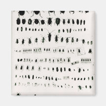 Collection de l'insecte de Darwin Magnets