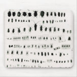 Collection de l'insecte de Darwin Tapis De Souris