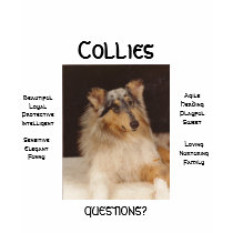 COLLIE-FRAGEN