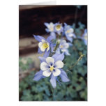 Colorado blaues Columbine Grußkarten