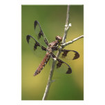 Common Whitetail Skimmer Dragonfly Female. Stationery