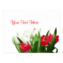 Conception rouge et blanche exquise de tulipes carte postale
