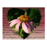 Coneflower mit Freundschafts-Vers Postkarte